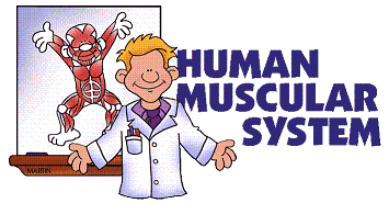 MUSCULAR SYSTEM