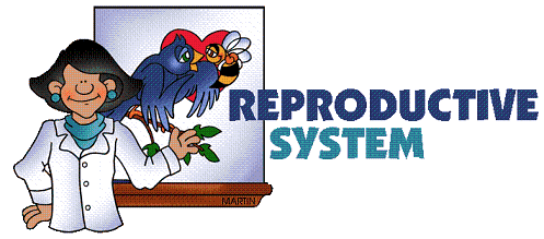 20111012204352-banner-reproductive-system.gif